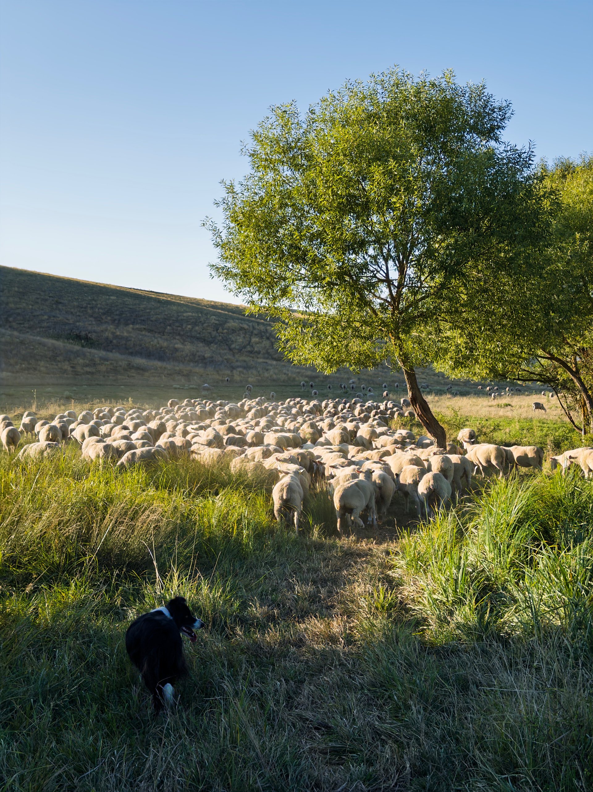 Regeneratív farm a magyar dombvidéken